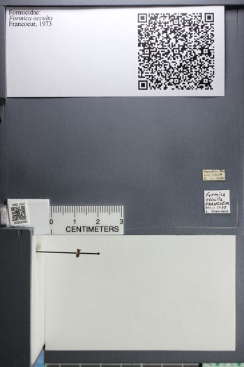 Media type: image; Entomology 528784